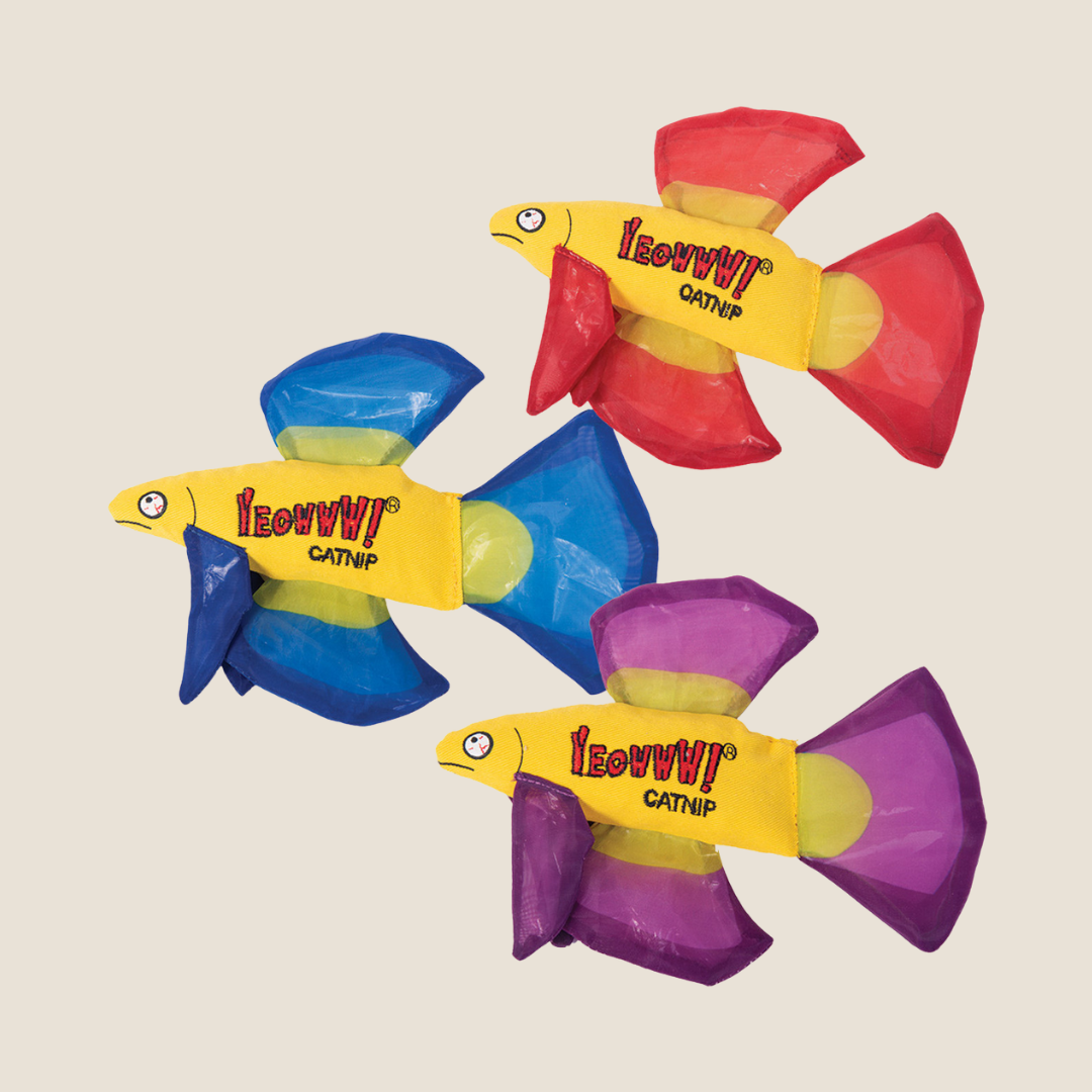 Yeowww! - Betta Fish