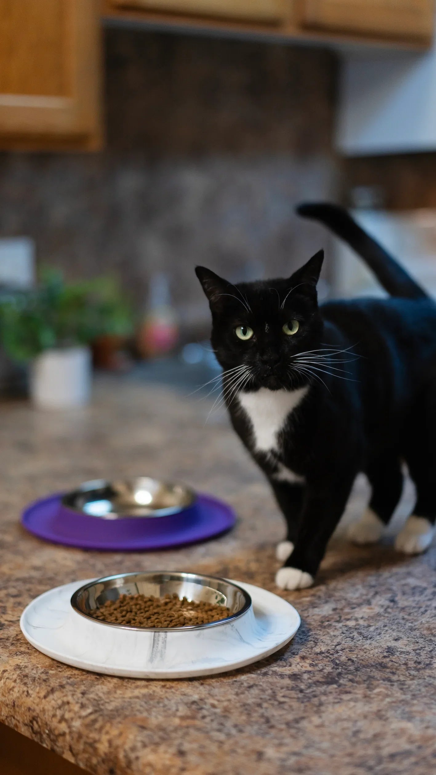 Single Silicone Cat Feeder with Stainless Steel Bowl