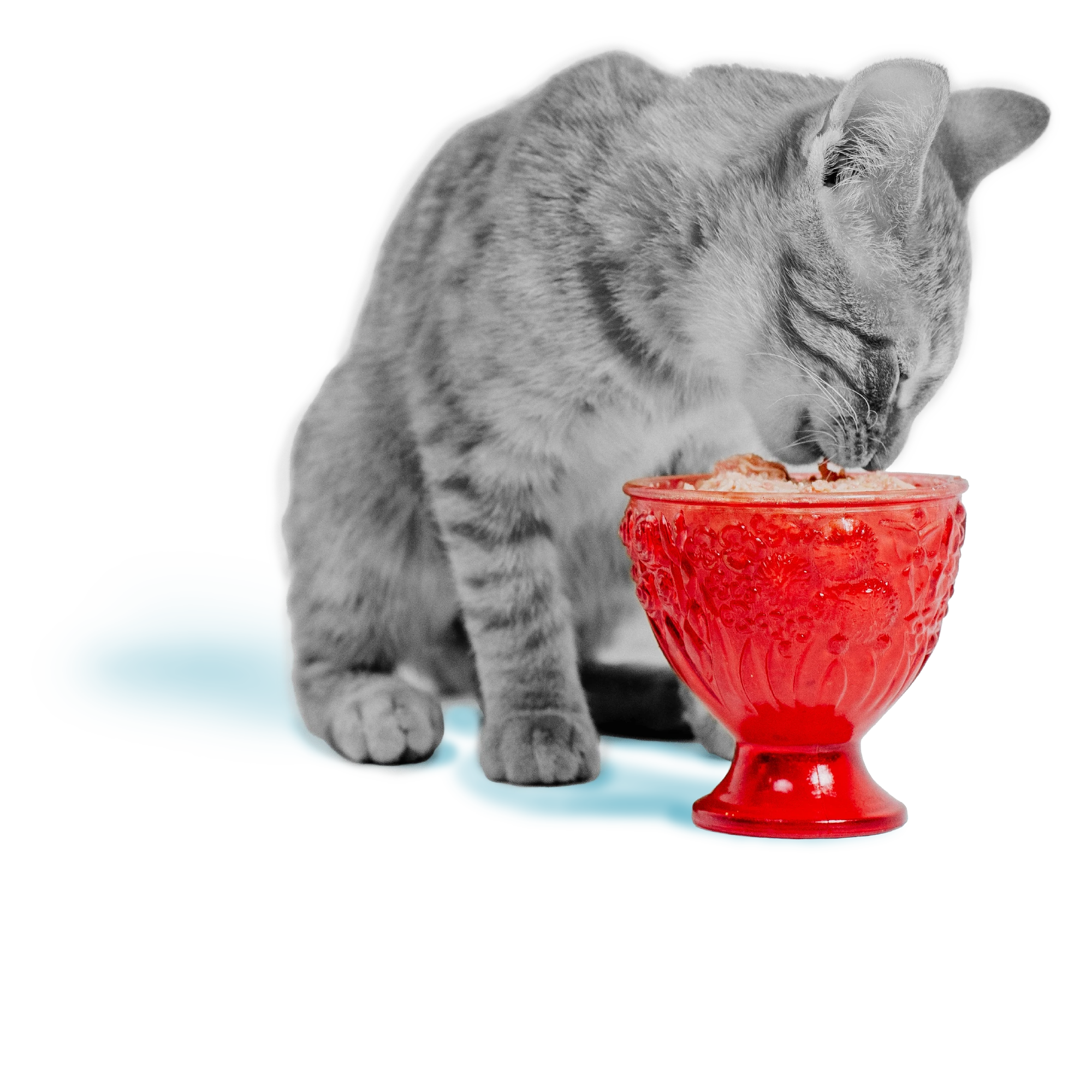Liberty® Wet Food for Cats - Tuna Paté Recipe