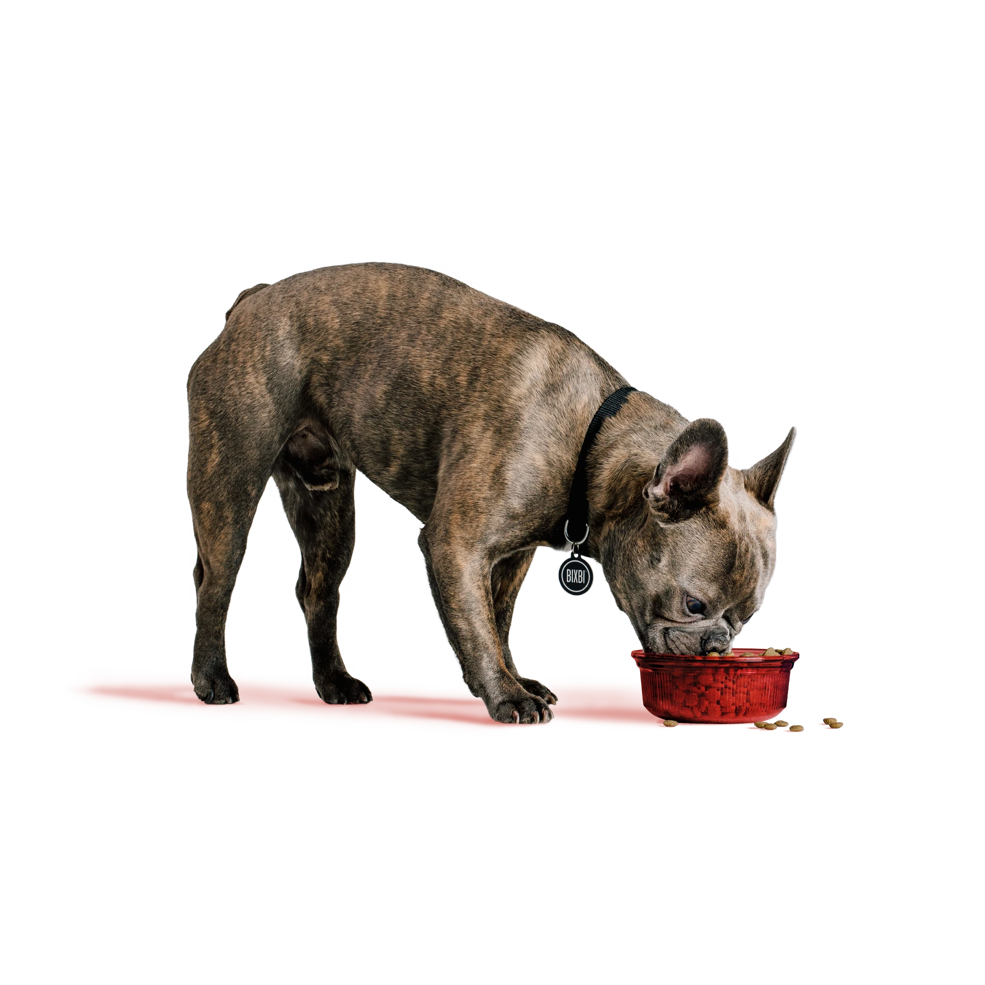 Dry Food for Dogs – Beef Recipe
