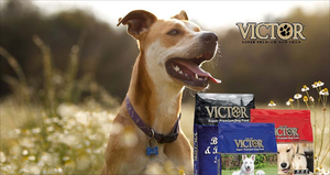FEATURED COLLECTION: VICTOR