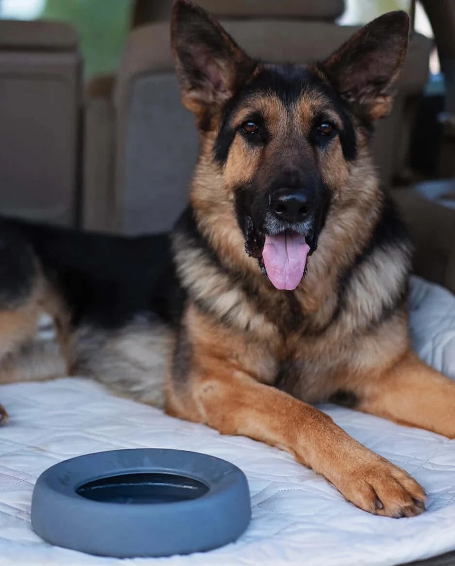 Silicone Non-Spill Travel Dog Bowl