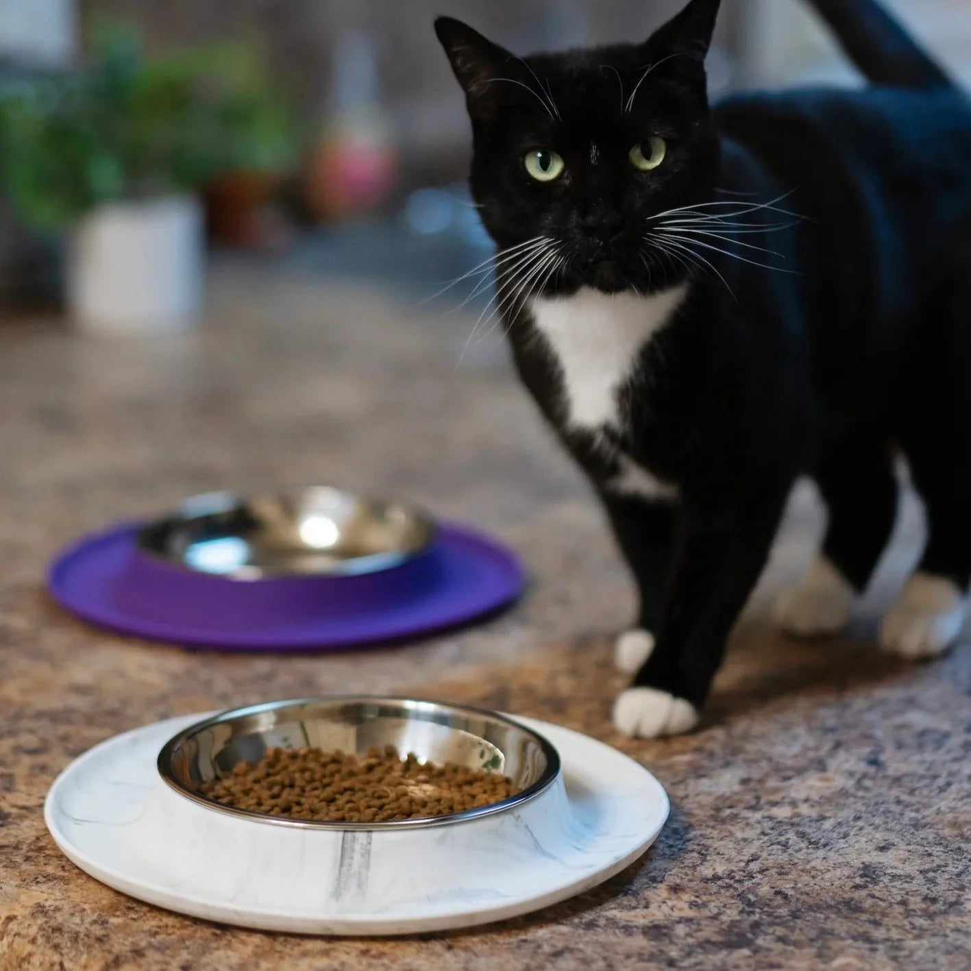 Single Silicone Cat Bowl with Stainless Steel Saucer Shaped Bowl, Marble