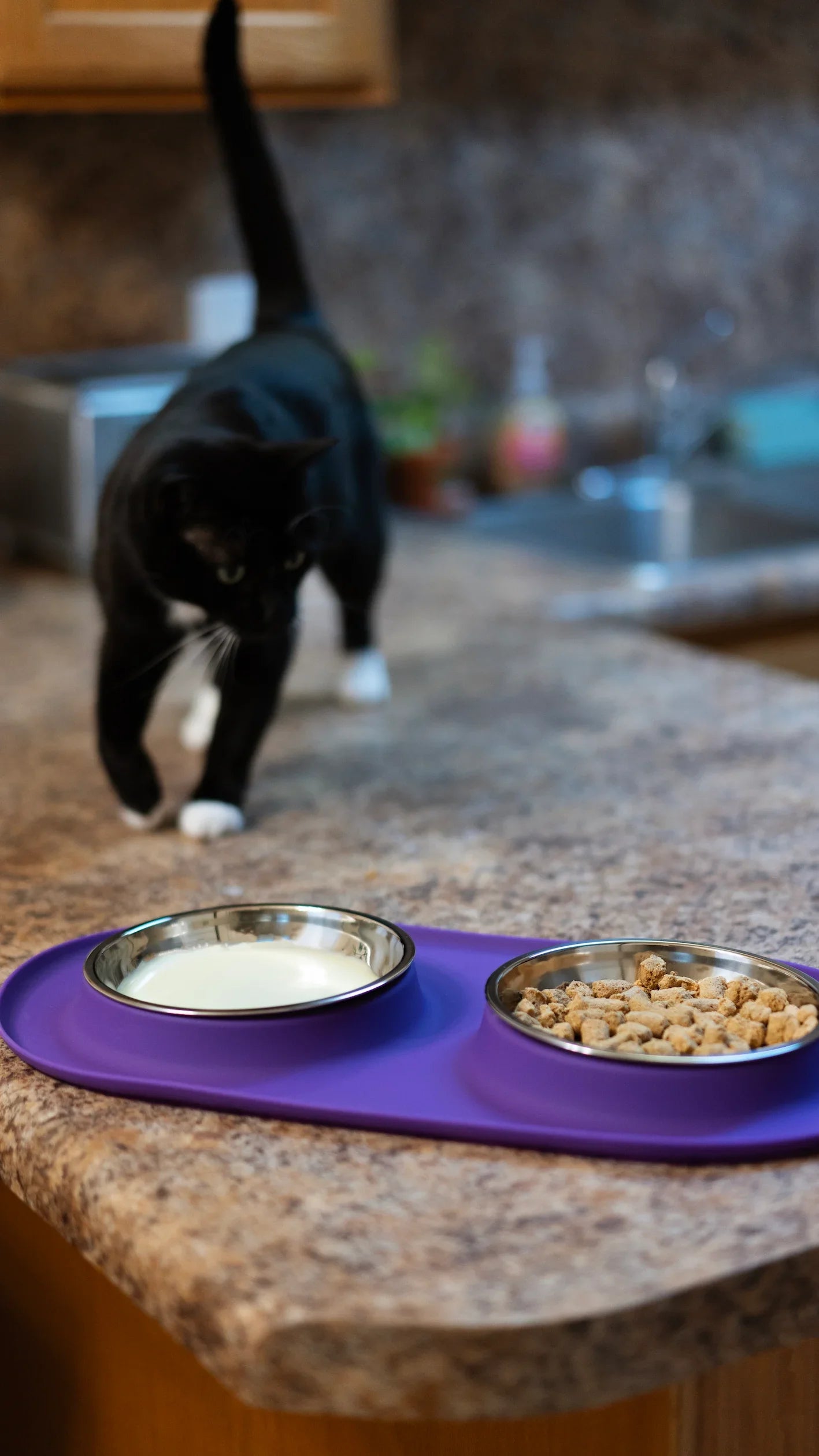 Double Silicone Cat Feeder with Stainless Saucer Shaped Bowl