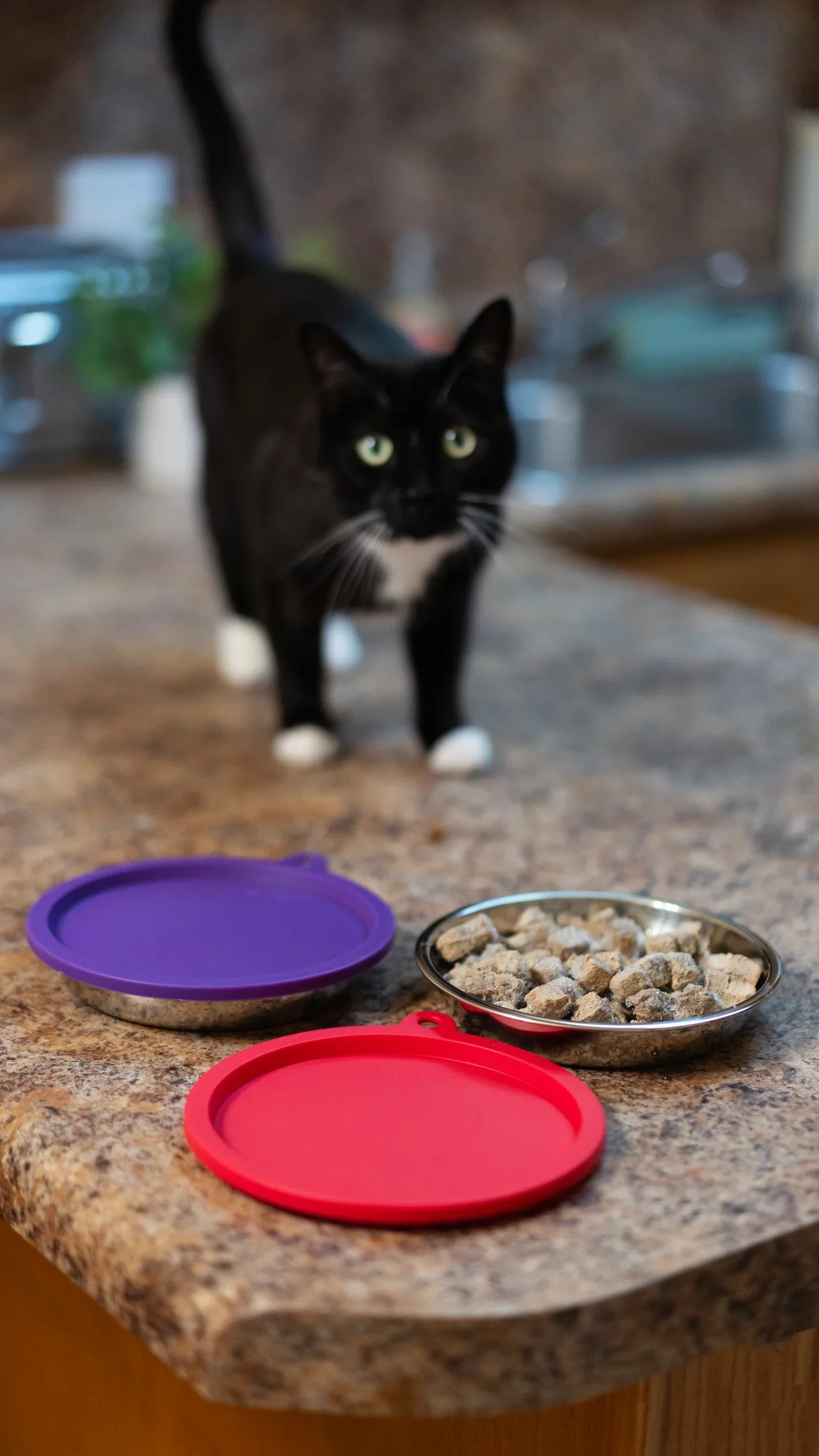 Two Stainless Saucer Shaped Cat Bowls and Two Silicone Lids for Cat Food Storage