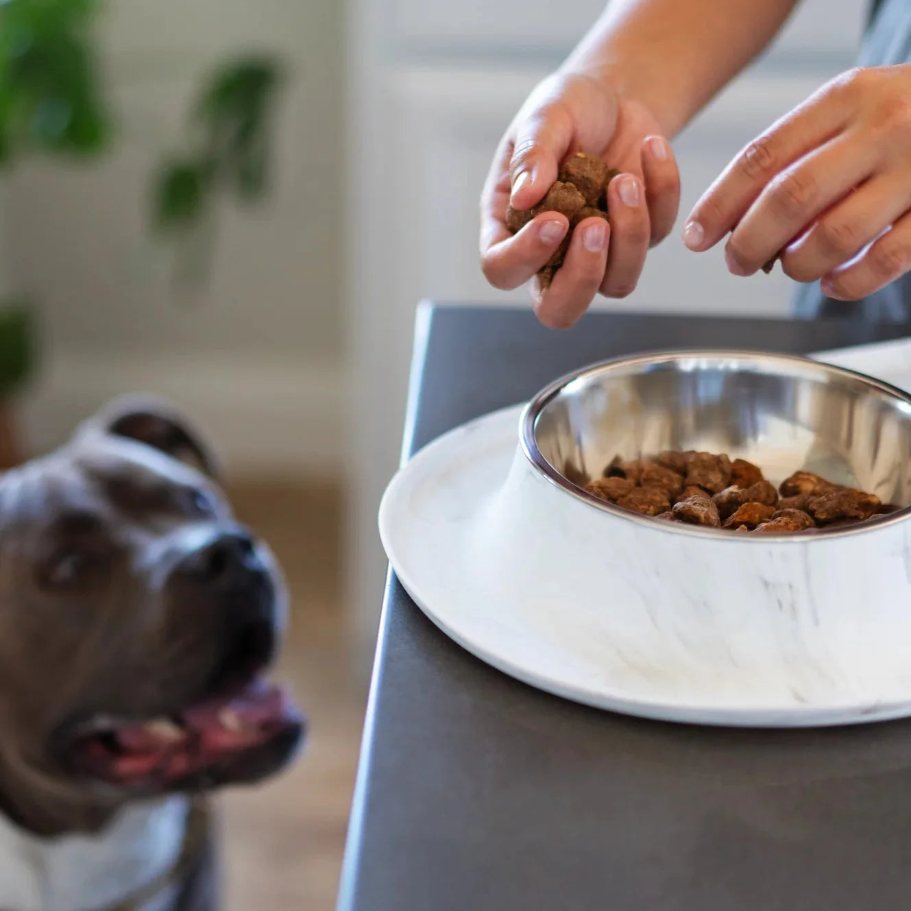 Double Silicone Dog Feeder with Stainless Bowls, Large, 3 Cups Per Bowl, Marble Design