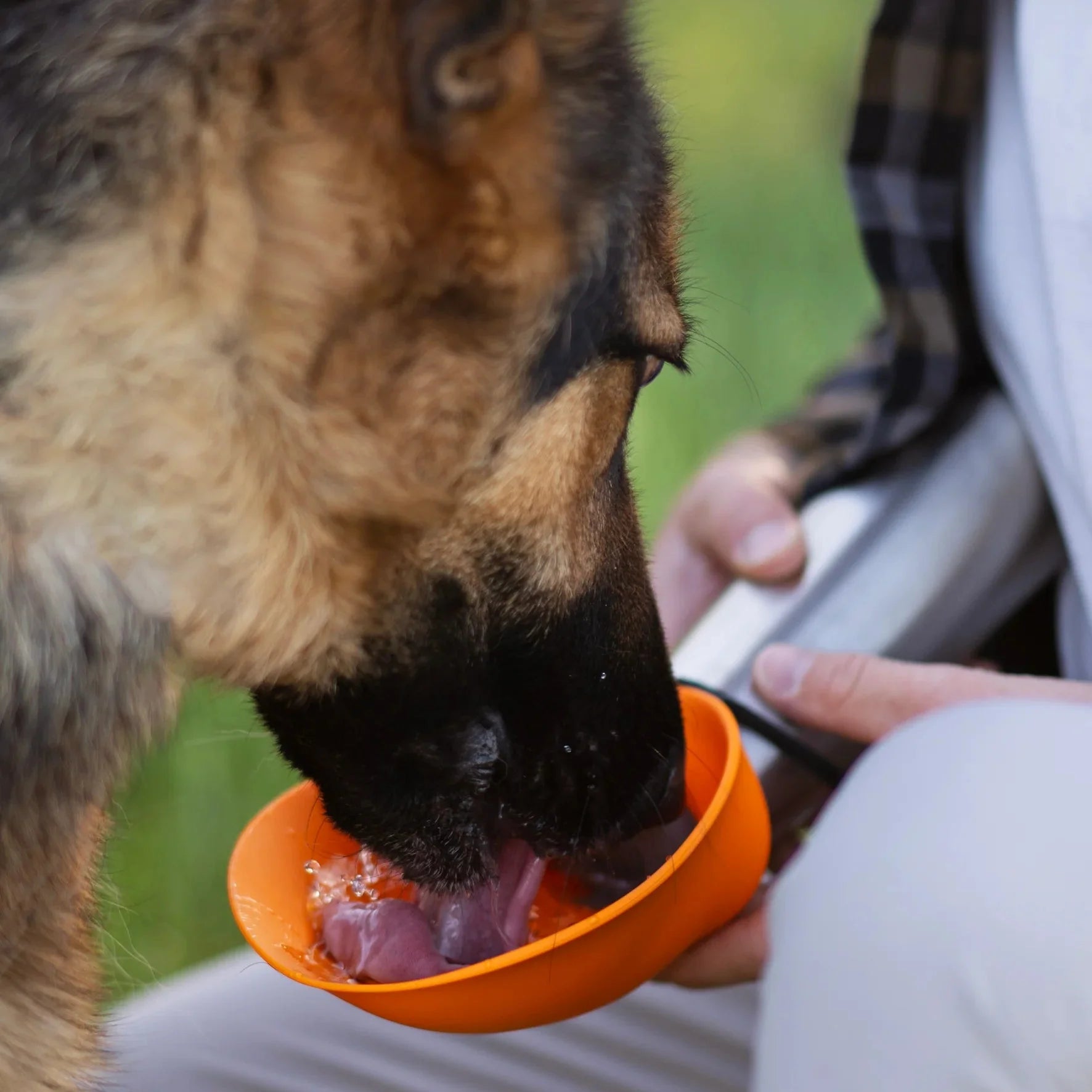 Insulated Double Wall Dog Travel Water Bottle with flip up bowl
