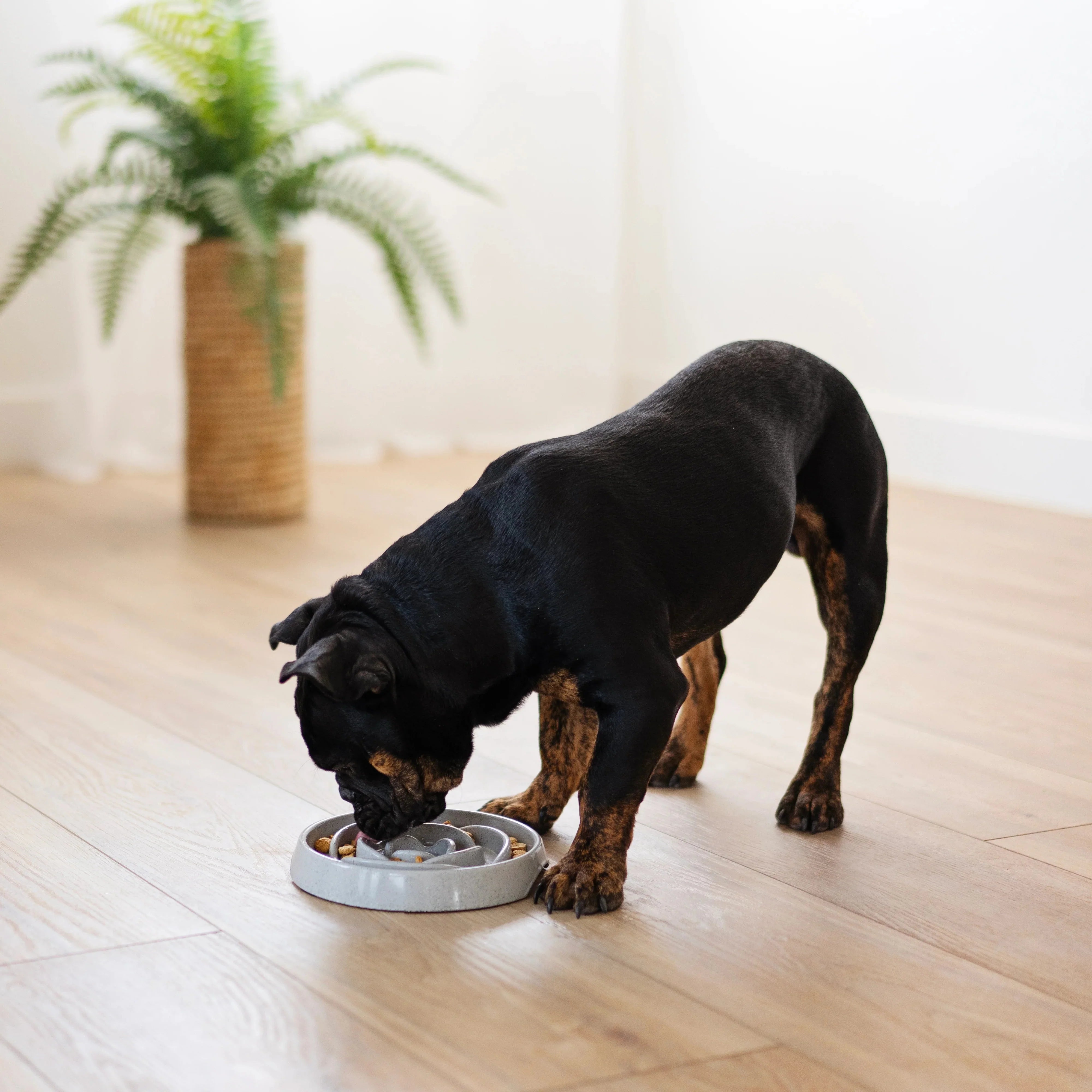 Messy Mutts (Dog or Cats) Interactive Slow Feeder, Holds up to 1.75 Cup-Extra Durable