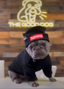 Supreme hot sale dog hat