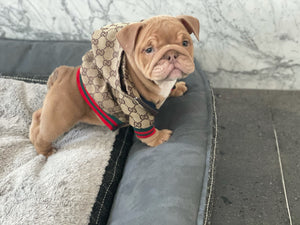 Gucci Monogram Raincoat freeshipping - The Good Dog Store