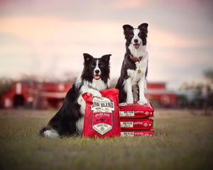 Stella & Chewy’s Raw Blend Red Meat for Dog freeshipping - The Good Dog Store